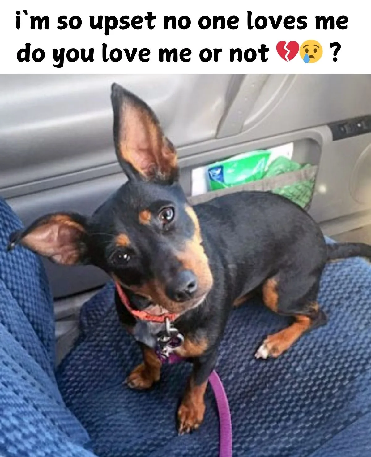 "Do You Love Me or Not?" A Resounding YES! We Absolutely ADORE You, Sweetheart!