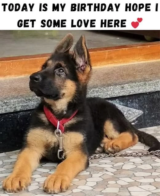 Happy Birthday to This Stunning German Shepherd! Let's Shower Him with All the Love He Deserves!